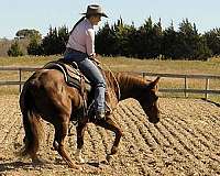 working-cattle-quarter-horse