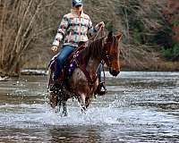 gaited-kentucky-mountain-racking-horse