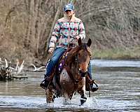 trail-kentucky-mountain-racking-horse