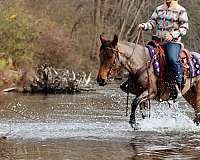 bay-roan-kentucky-mountain-racking-mare