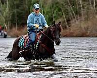 endurance-morgan-horse