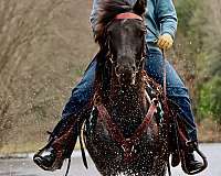 trail-riding-morgan-horse