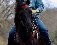 western-riding-morgan-horse