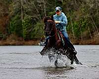 black-endurance-horse