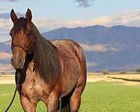 ranch-work-quarter-horse