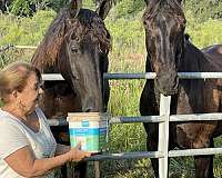 friesian