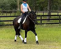 friesian-horse-for-sale