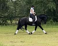 friesian-horse