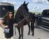 cross-friesian-horse