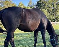 wv-thoroughbred-horse