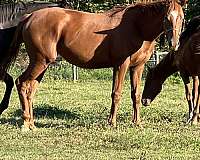 tb-wv-thoroughbred-horse