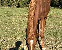 tb-thoroughbred-horse