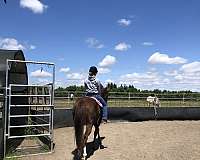 chestnut-thoroughbred-gelding