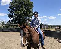 chestnut-trail-riding-horse