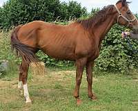 chestnut-jc-gelding