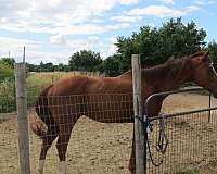 affordable-thoroughbred-horse