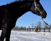 breeding-hanoverian-oldenburg-horse