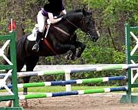 black-white-snip-two-hind-socks-horse