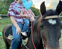 all-standardbred-pony