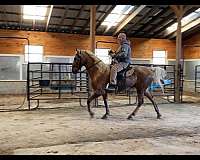 back-tennessee-walking-horse