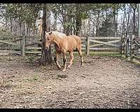 beginner-safe-kid-pony-tennessee-walking-horse