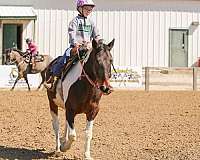 age-pinto-horse