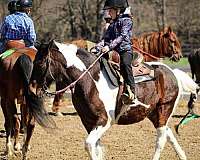 comes-pinto-horse