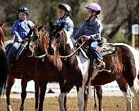 confidence-pinto-horse