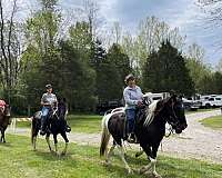 tennessee-walking-horse