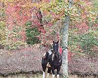 show-trail-horse