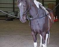 gait-tennessee-walking-horse