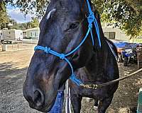 thoroughbred-horse-for-sale