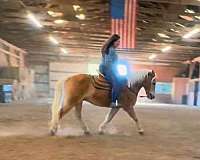 haflinger-gelding-for-sale-horse