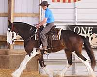 bay-overo-clydesdale-for-sale