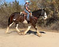 bay-overo-clydesdale-horse