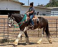 all-around-clydesdale-horse