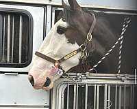 athletic-clydesdale-horse