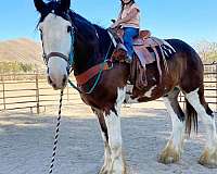 beginner-clydesdale-horse