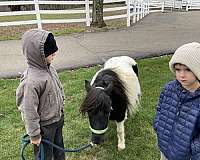 beautiful-black-miniature-pony