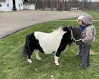 black-white-miniature-pony