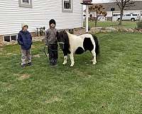 black-white-paint-miniature-pony