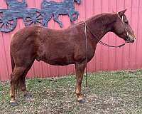 athletic-quarter-horse