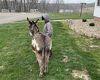 pet-donkey