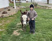 grey-playday-donkey