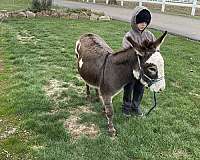 christmas-donkey