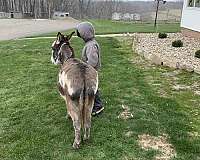 miniature-donkey