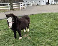 broodmare-miniature-horse