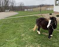 miniature-horse