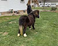 mare-miniature-horse