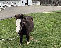 all-around-miniature-horse